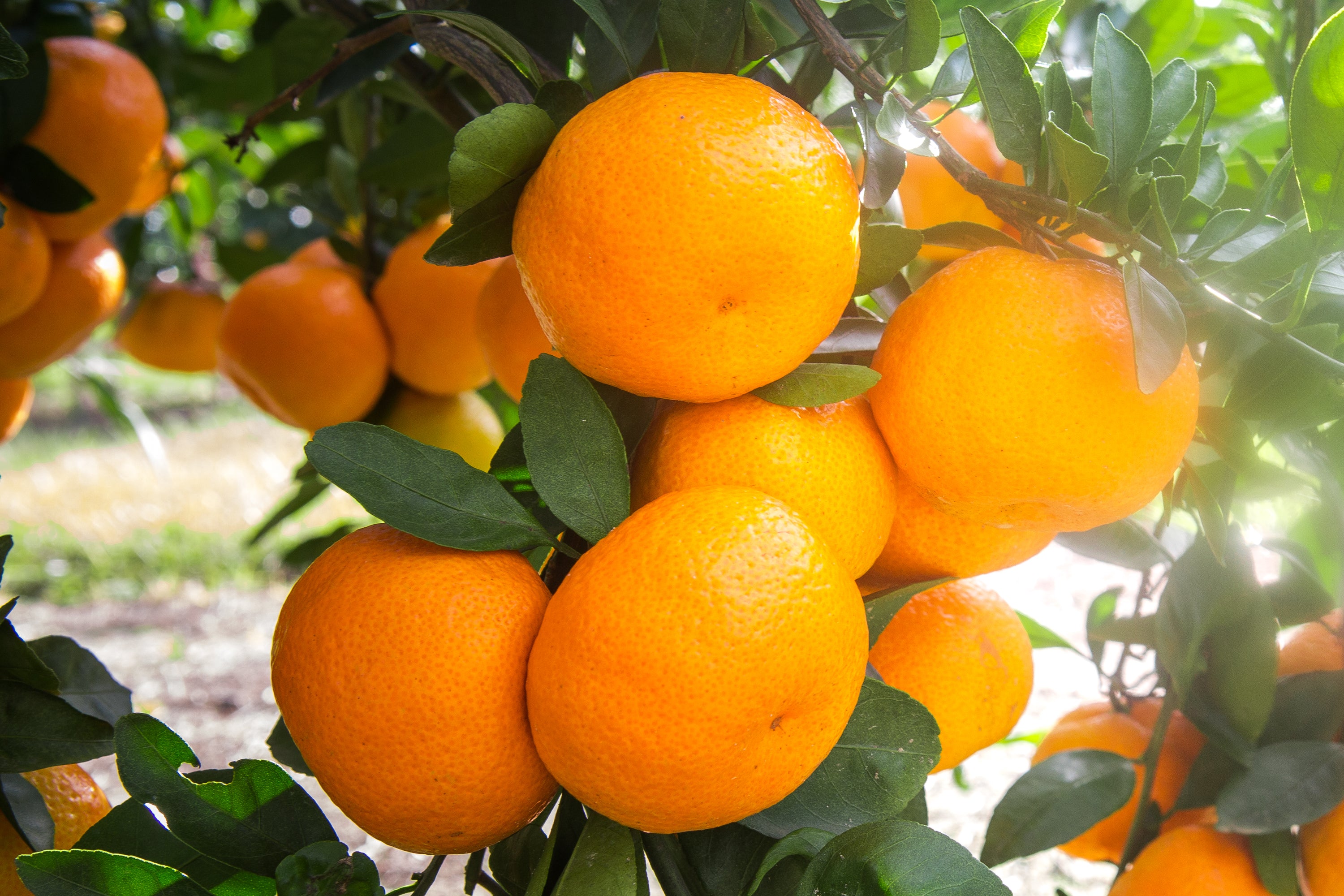 Satsuma mandarin oranges