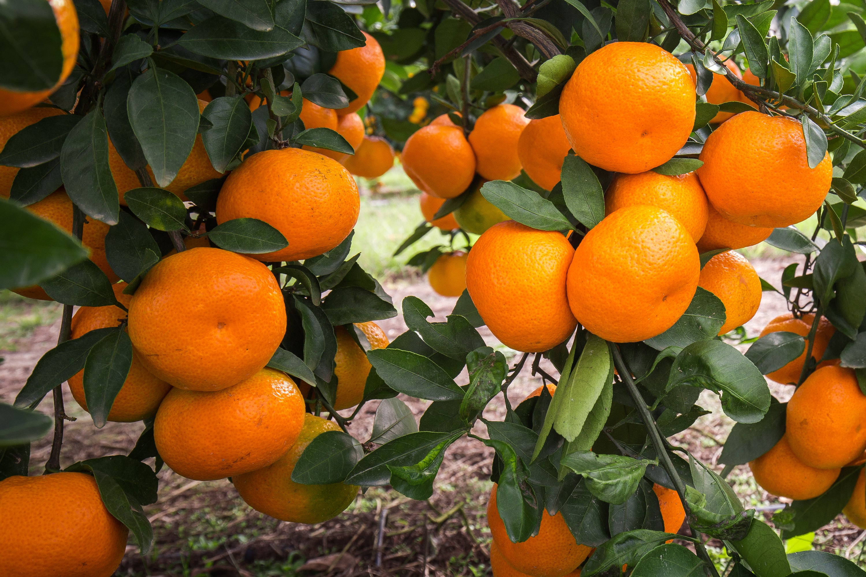 Satsuma mandarin oranges