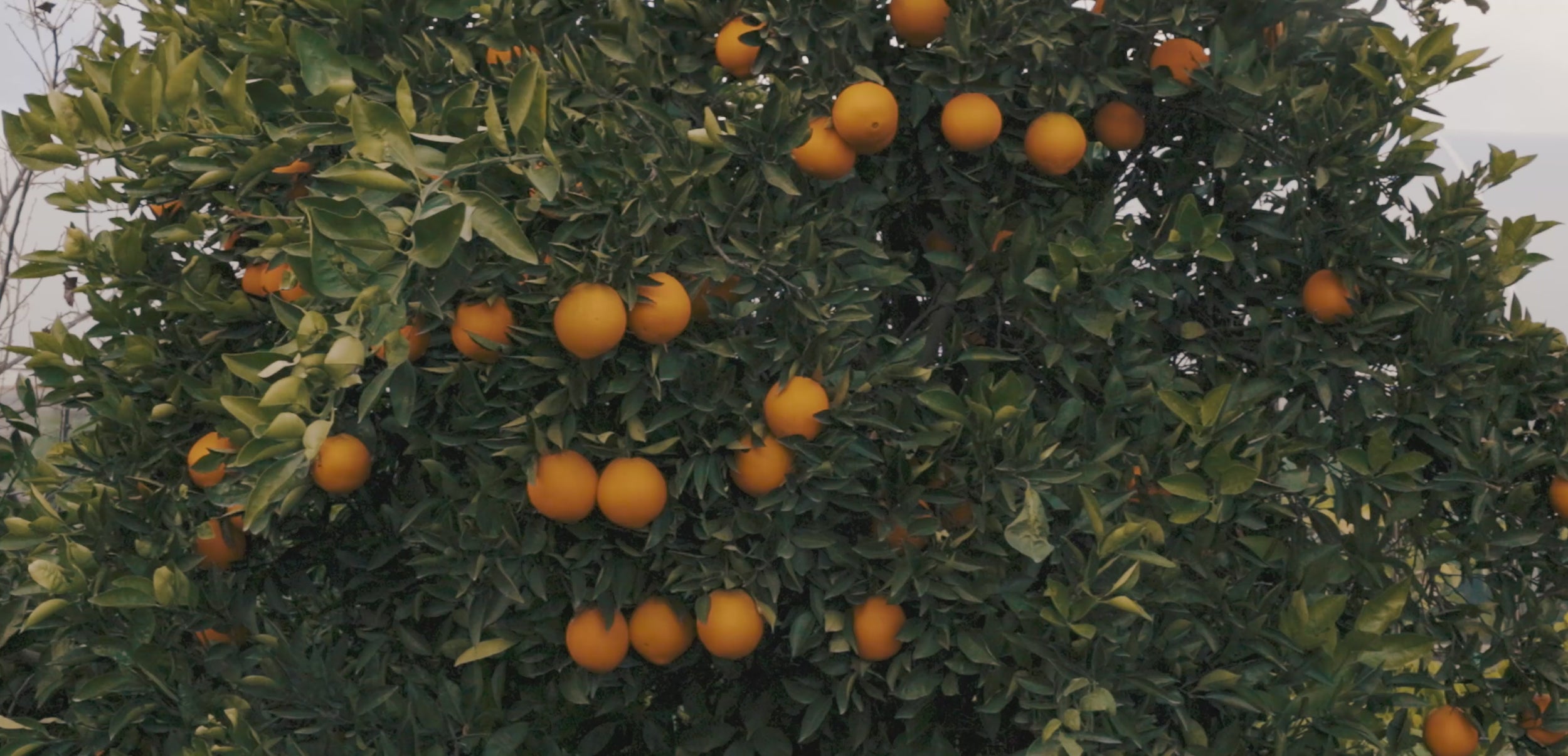 Orange tree with ripe oranges, close-up video